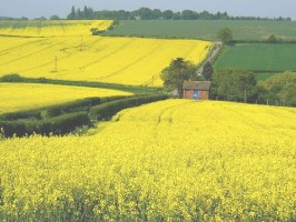 Mustard Field